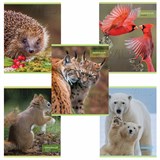 {{photo.Alt || photo.Description || 'Тетрадь А5, 48 л., HATBER-ECO скоба, офсет №2 ЭКОНОМ, клетка, обложка мелованная бумага, "Дикий мир", 48Т5D1'}}